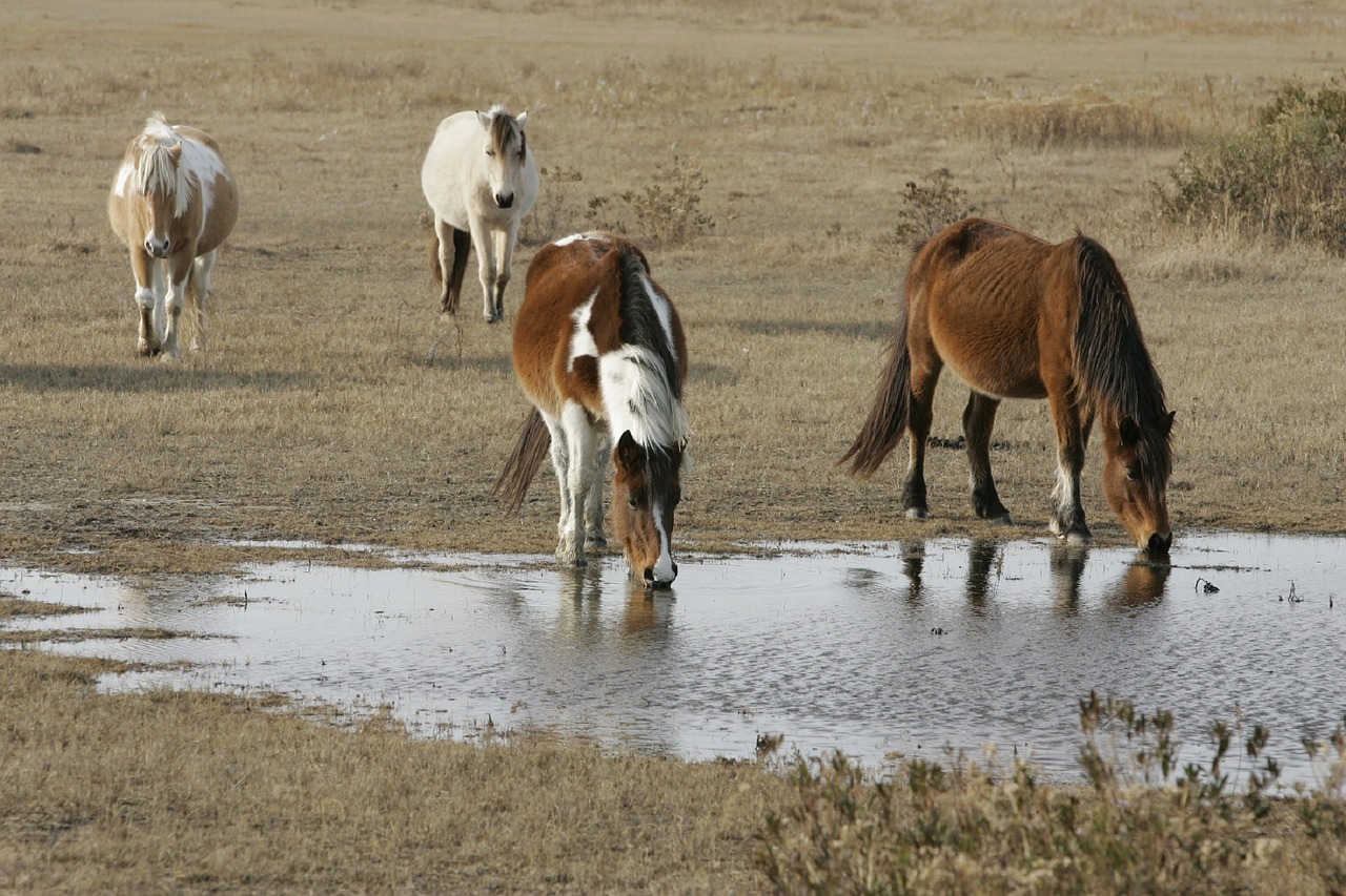 wild horses chincoteague island free photo