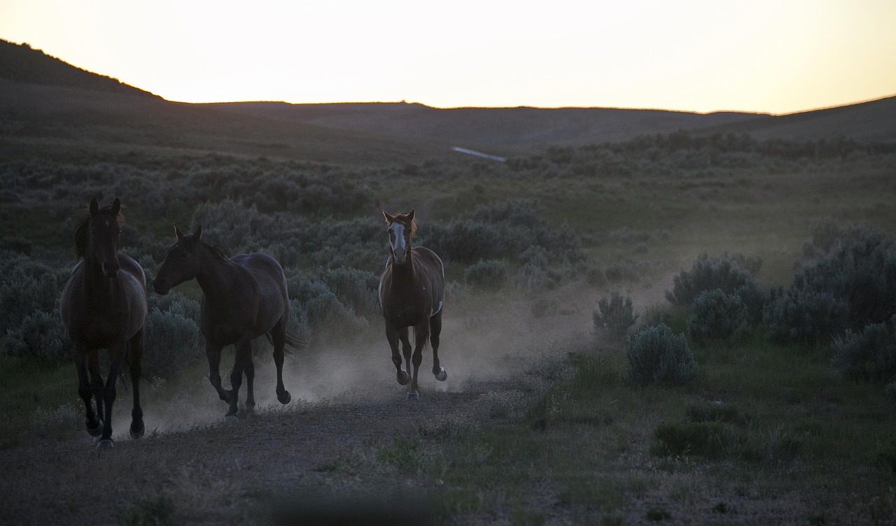 wild horses feral wildlife free photo