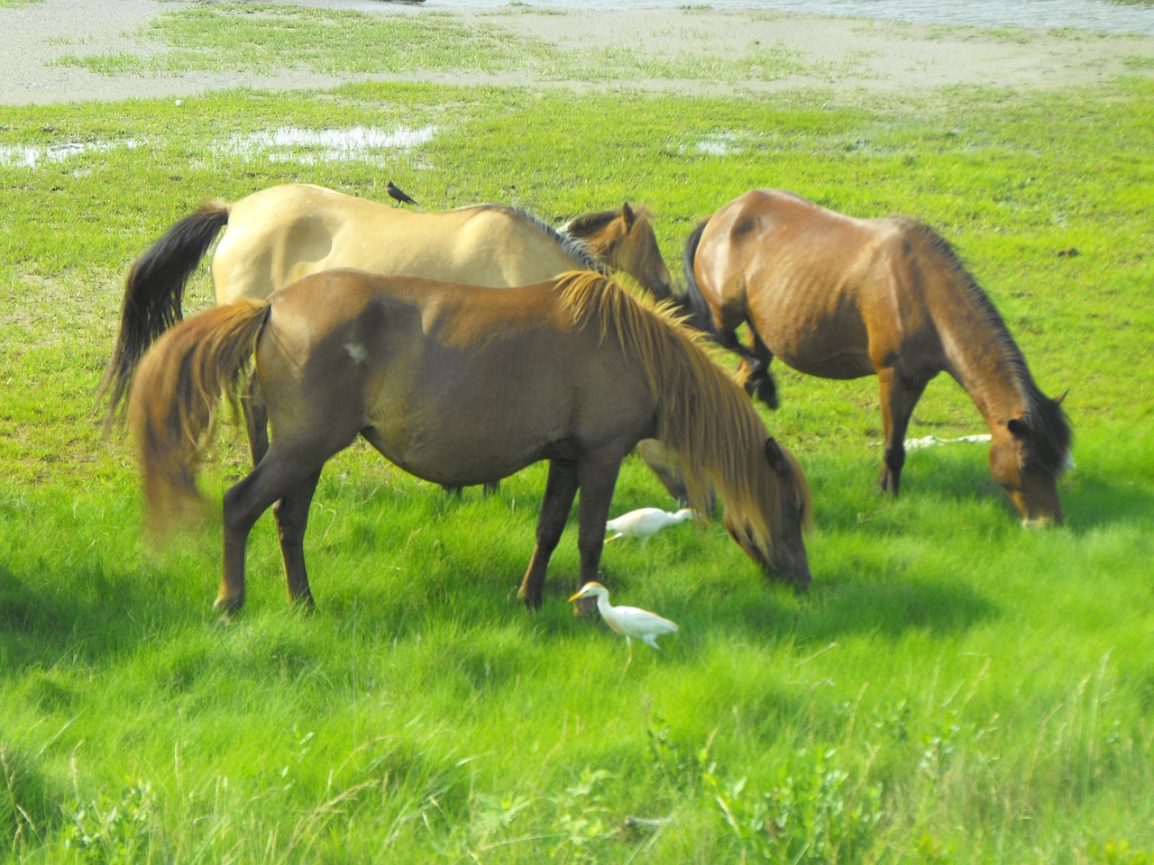 wild horses assateague island beach free photo
