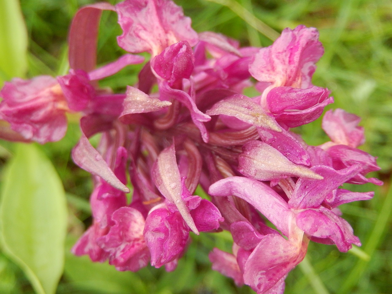 wild hyacinth flower spring free photo