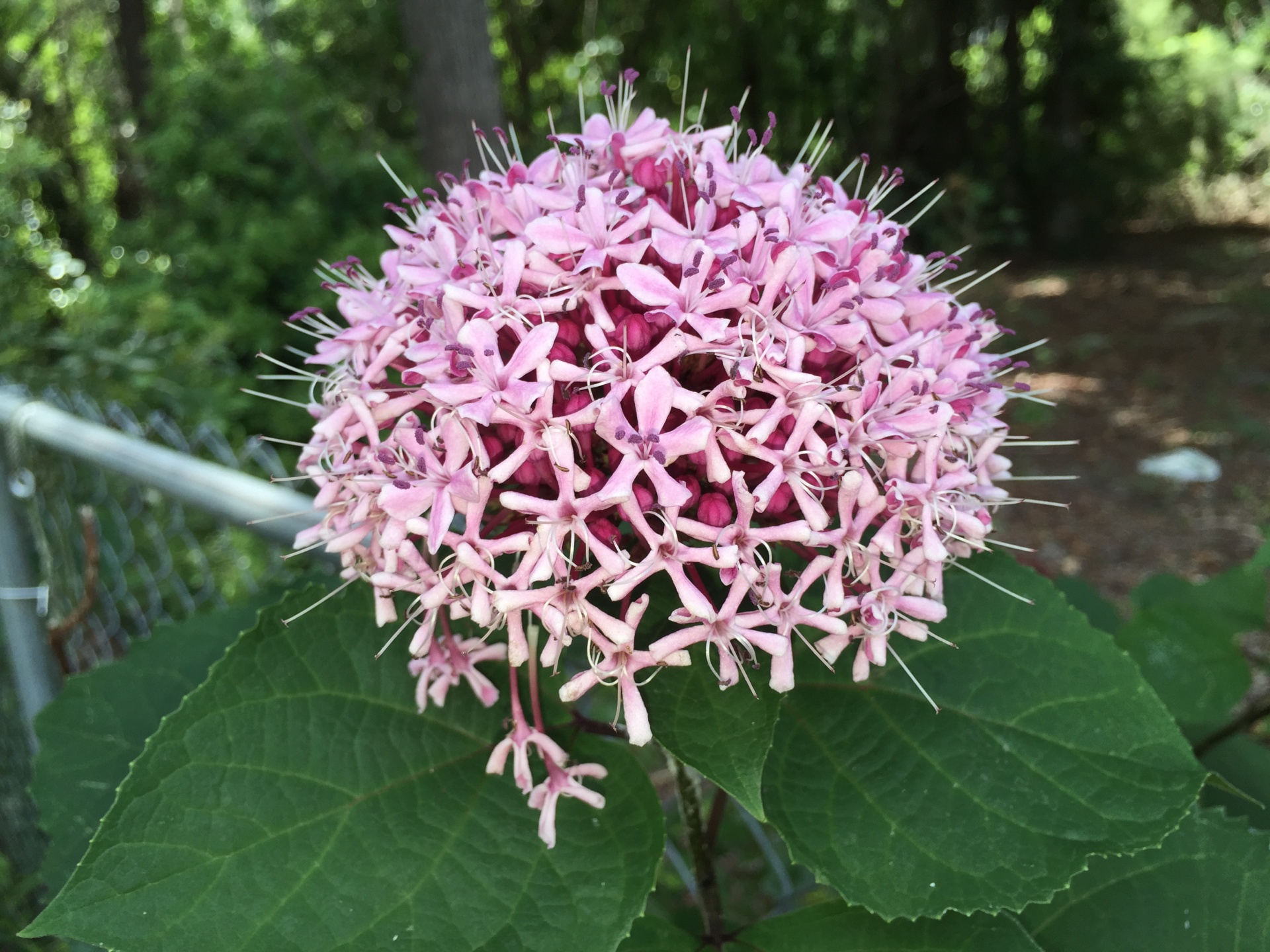 flowers pink wildflowers free photo