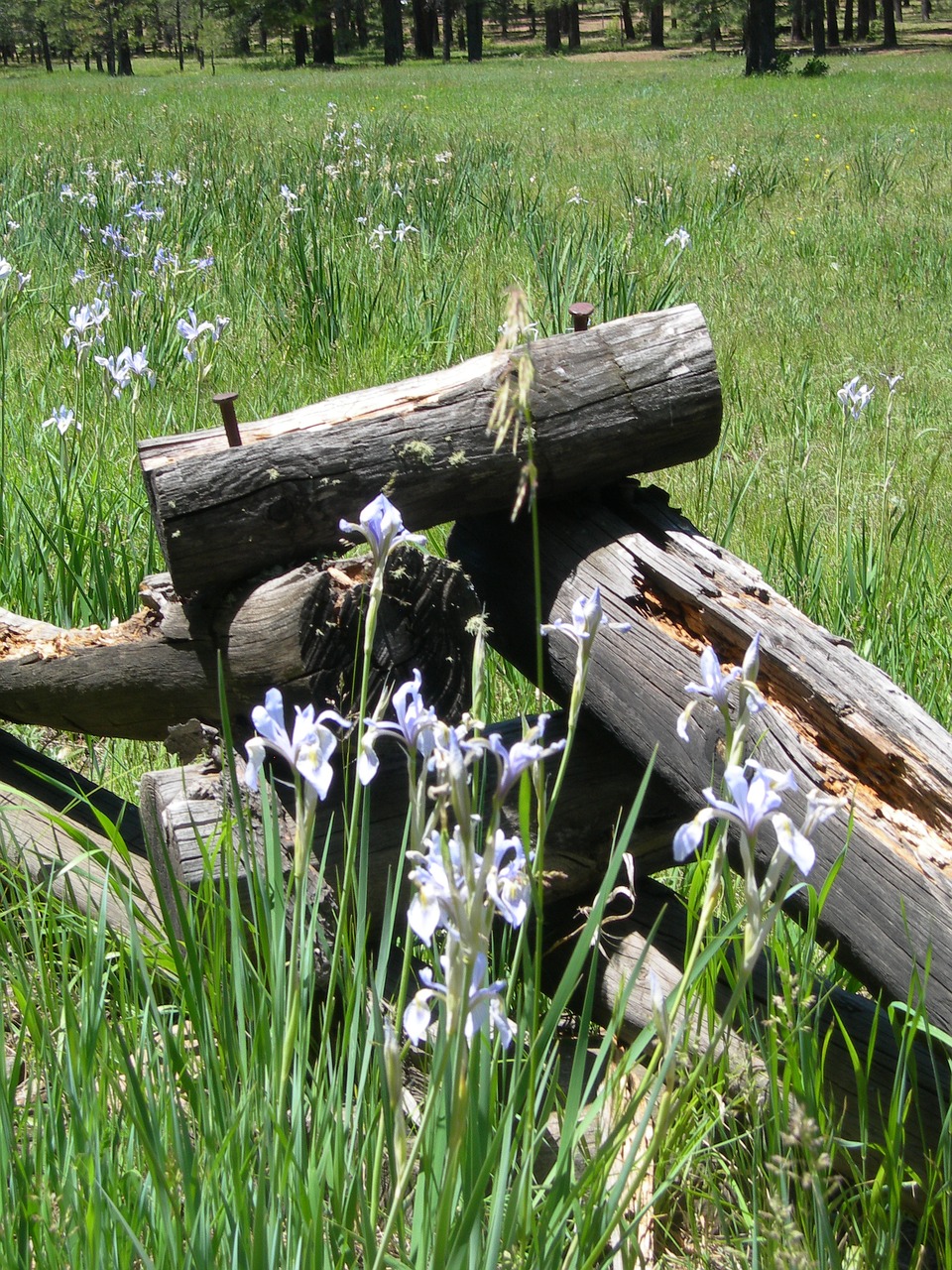 wild iris rail fence field free photo