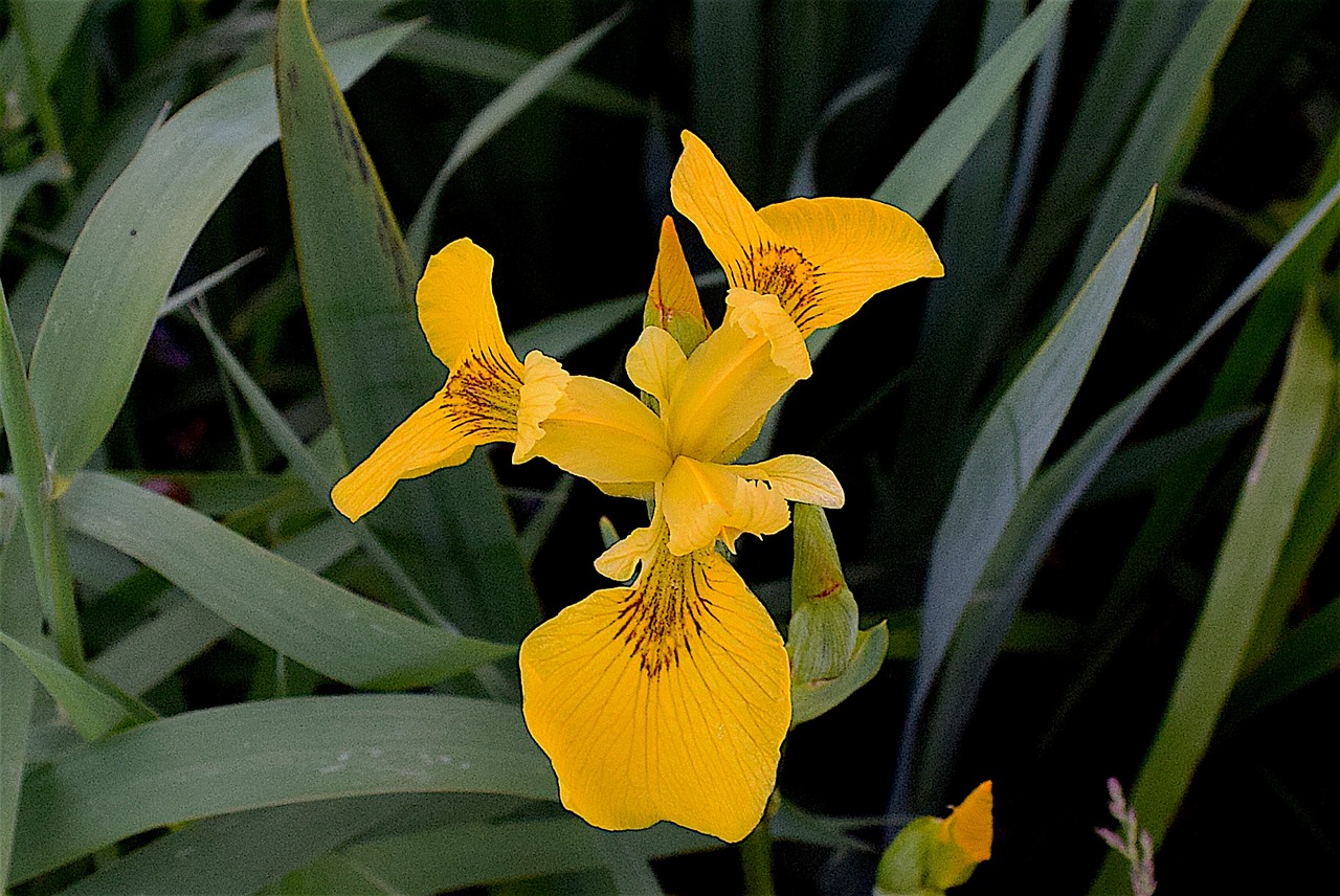 wild iris yellow plant free photo