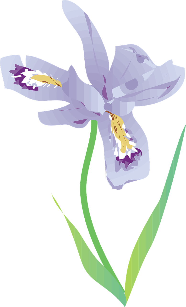 wild iris flower purple free photo