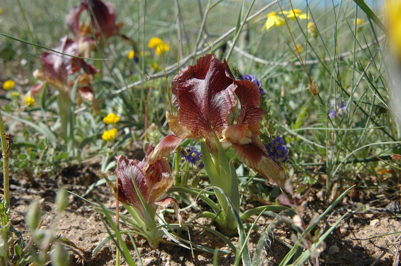 wild iris kızılırmak basin three colors free photo