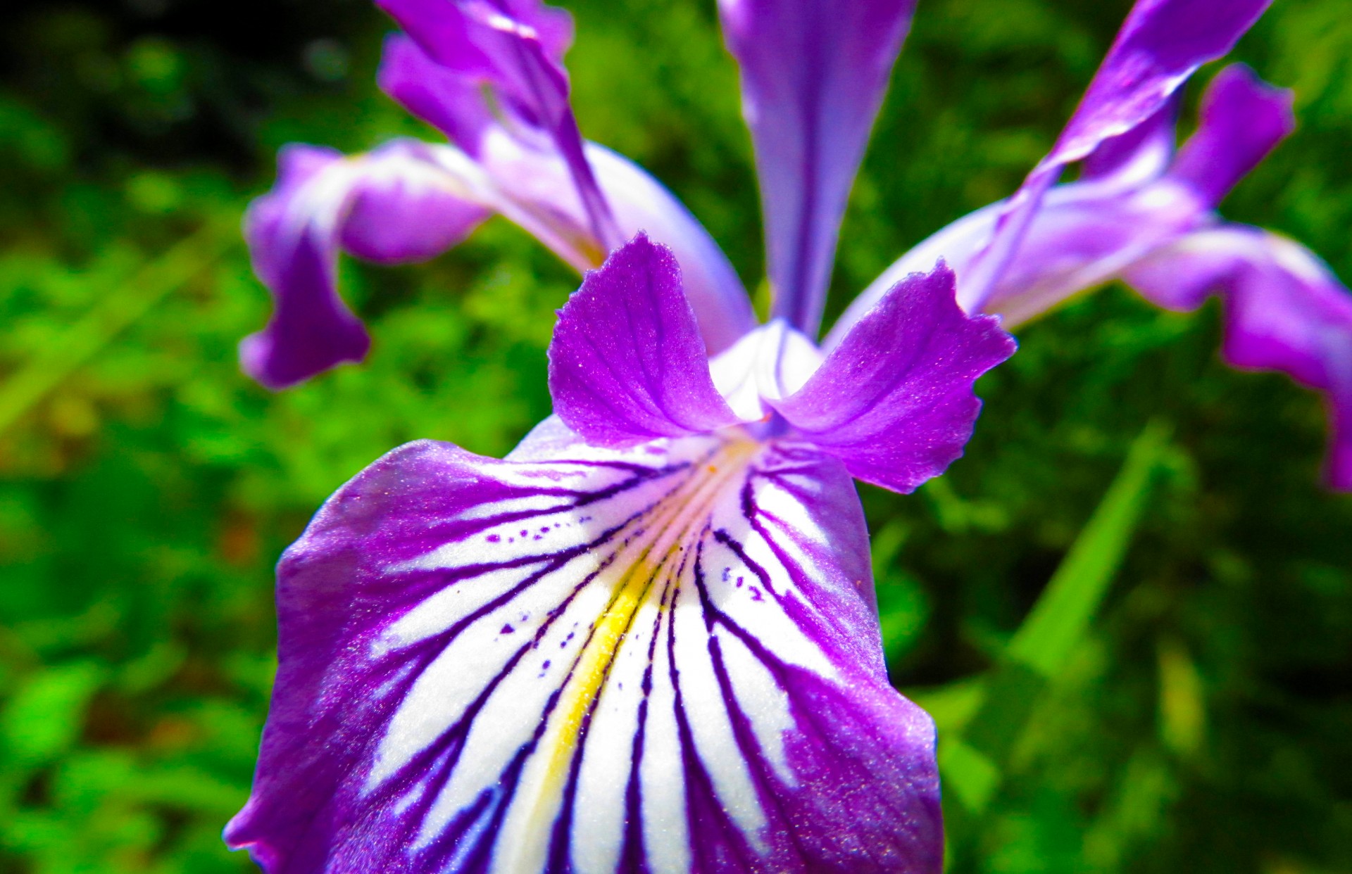 wild iris flower free photo