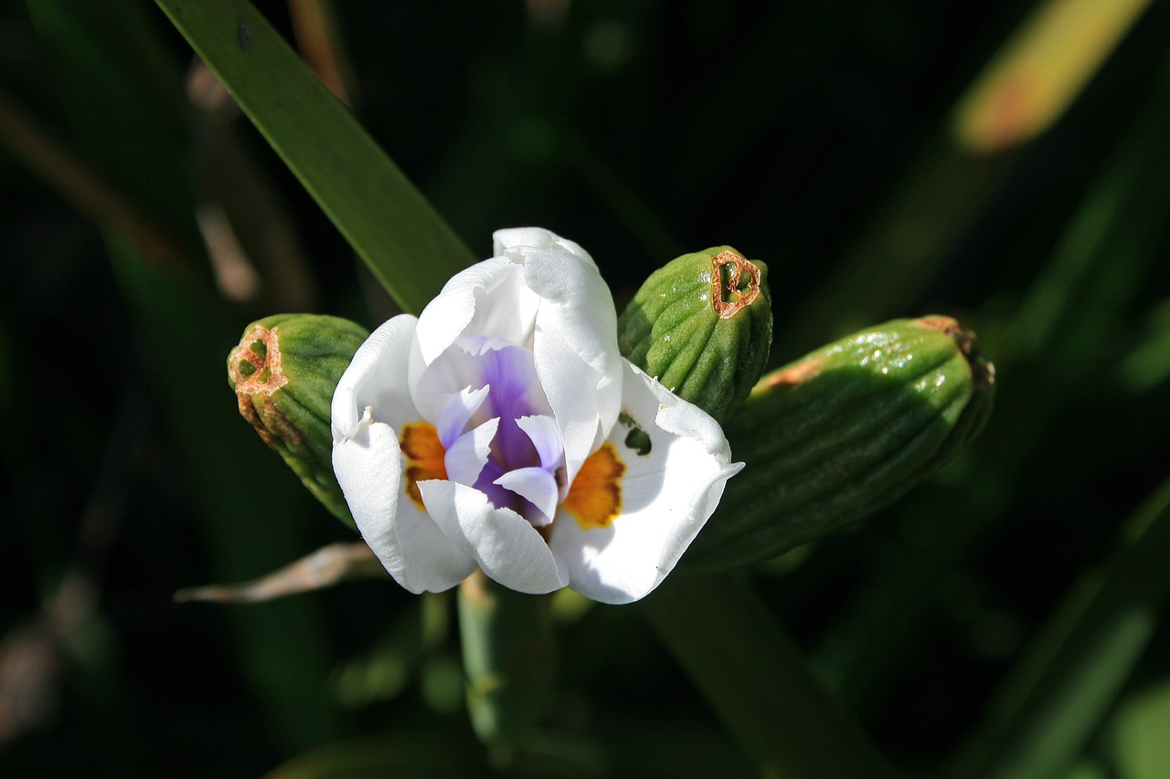 wild iris flower flower bloom free photo