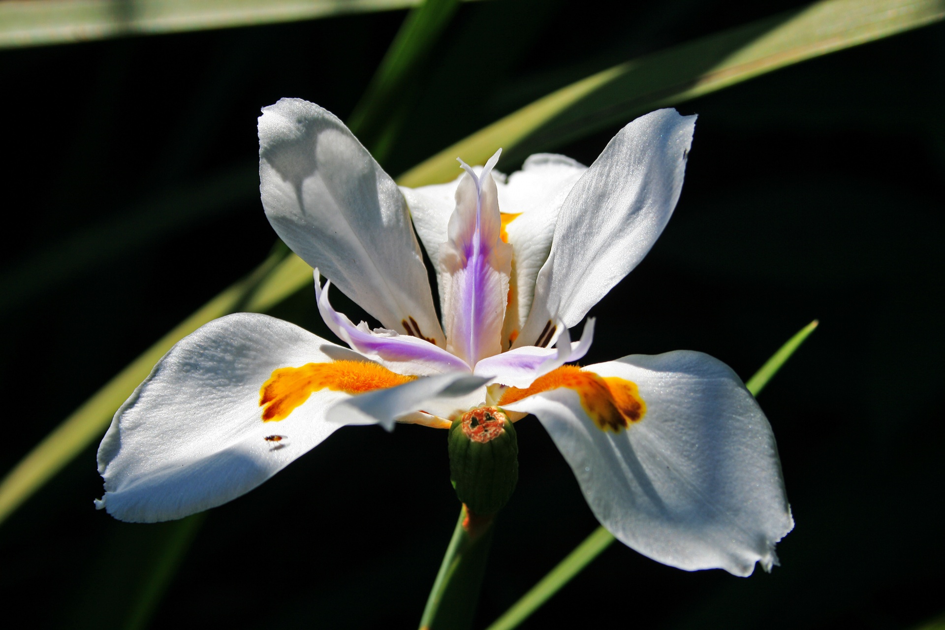 flower white petals free photo