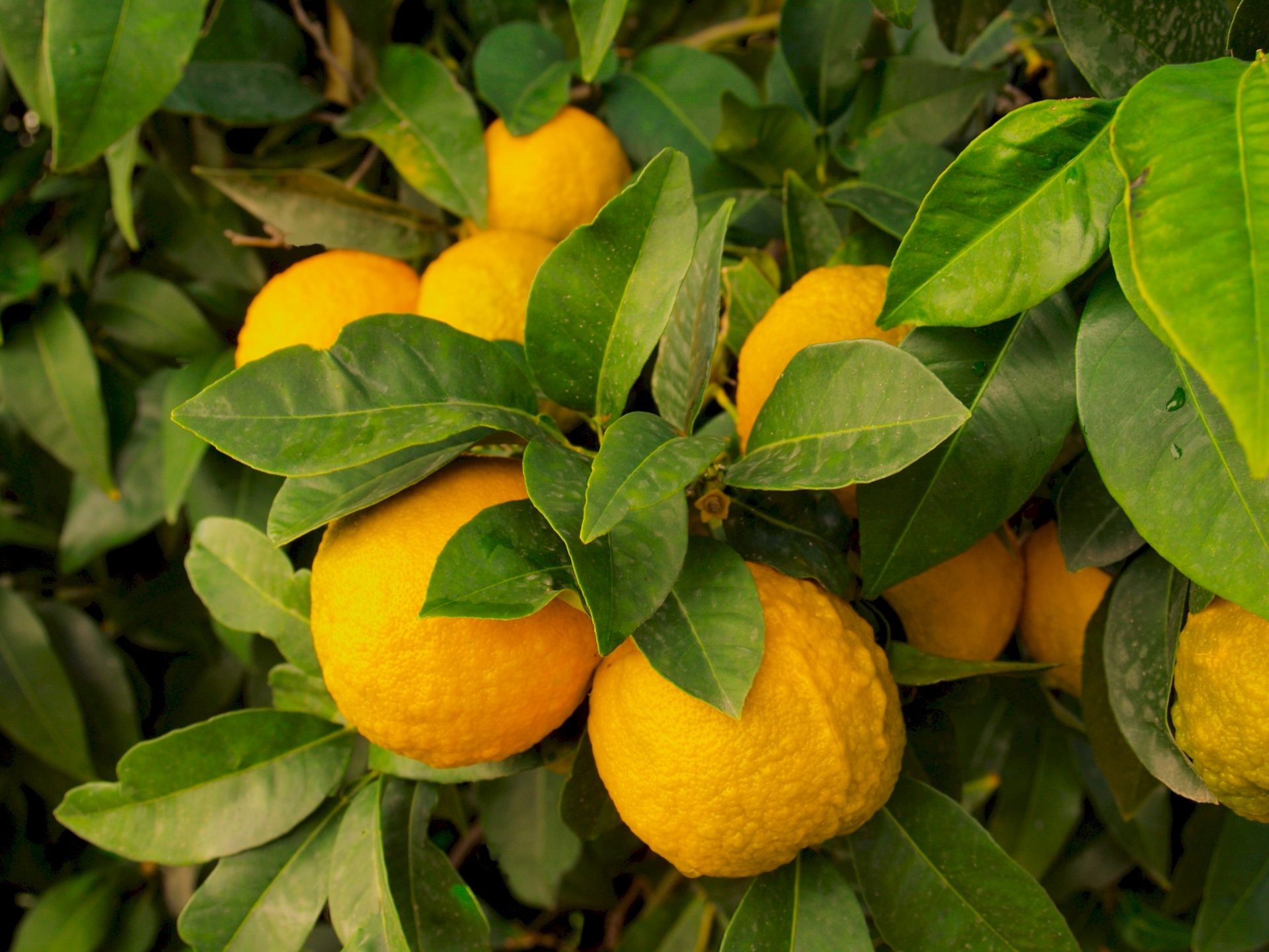 lemons wild yellow free photo