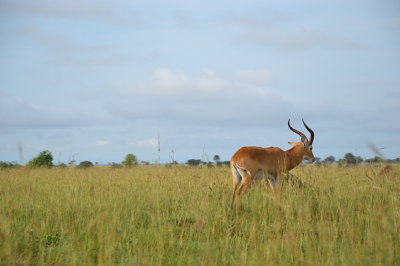 wild life uganda buschbock free photo