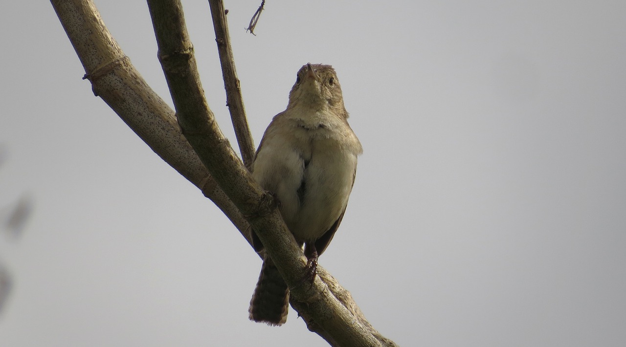 wild life birds nature free photo