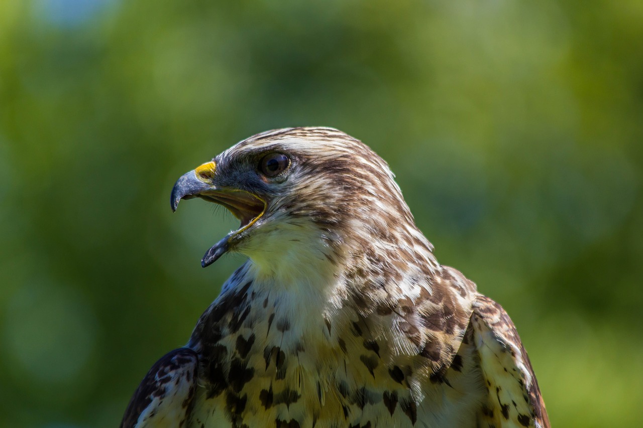 wild life birds nature free photo