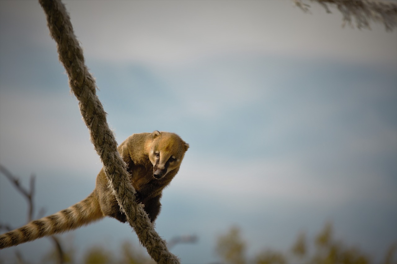 wild life  winter  nature free photo