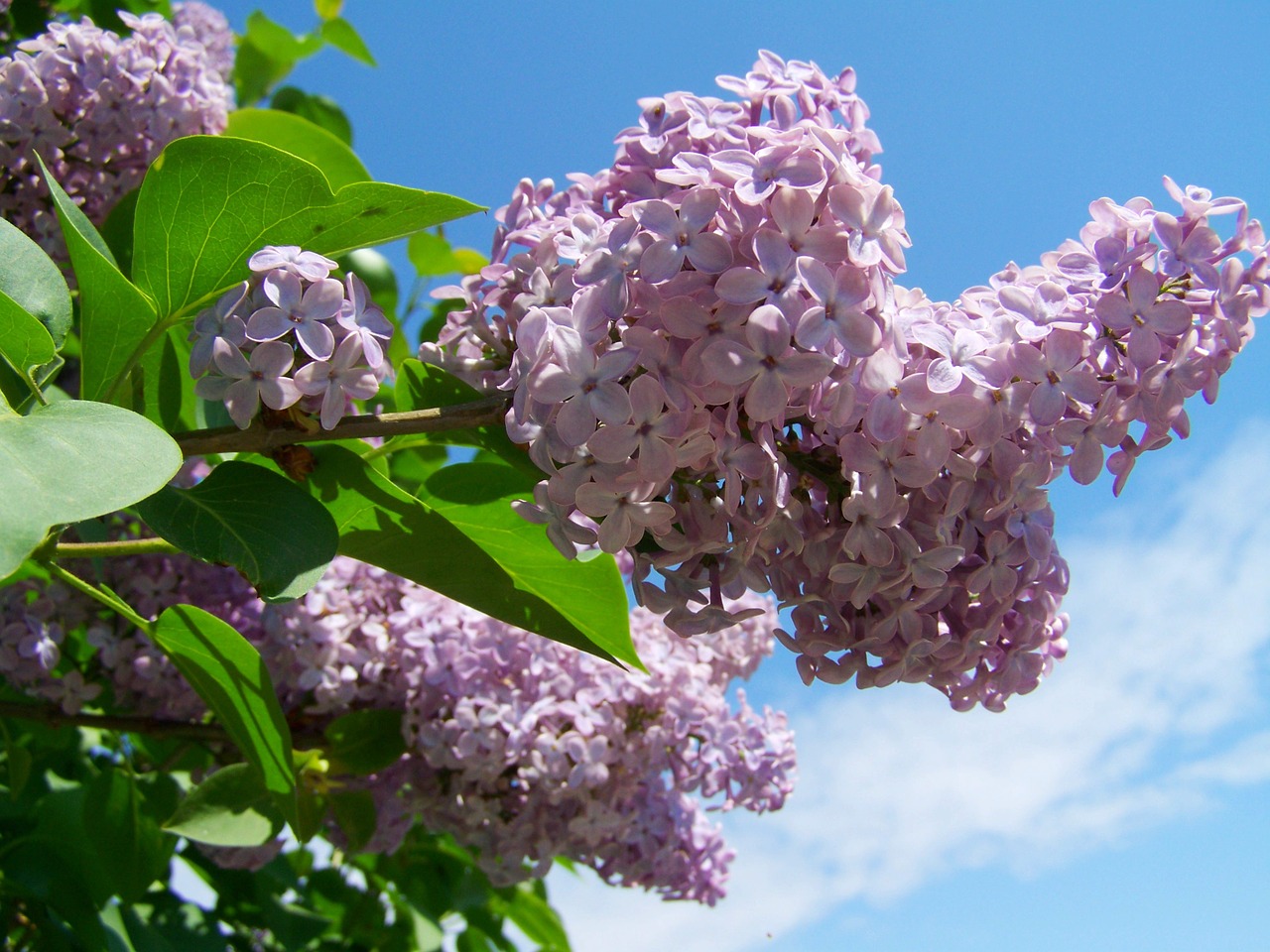 wild lilac pale purple spring free photo