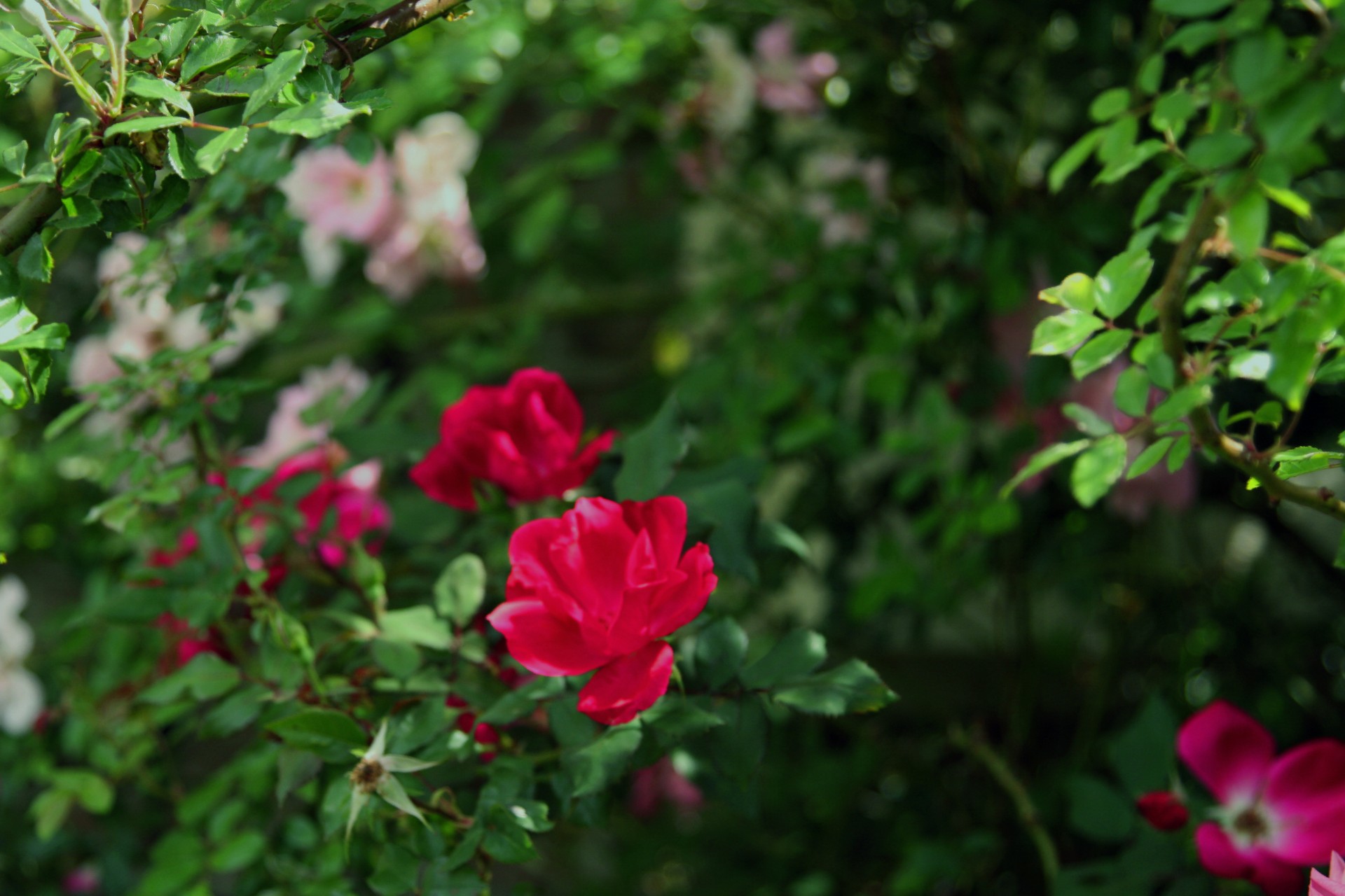 rose bush wild free photo