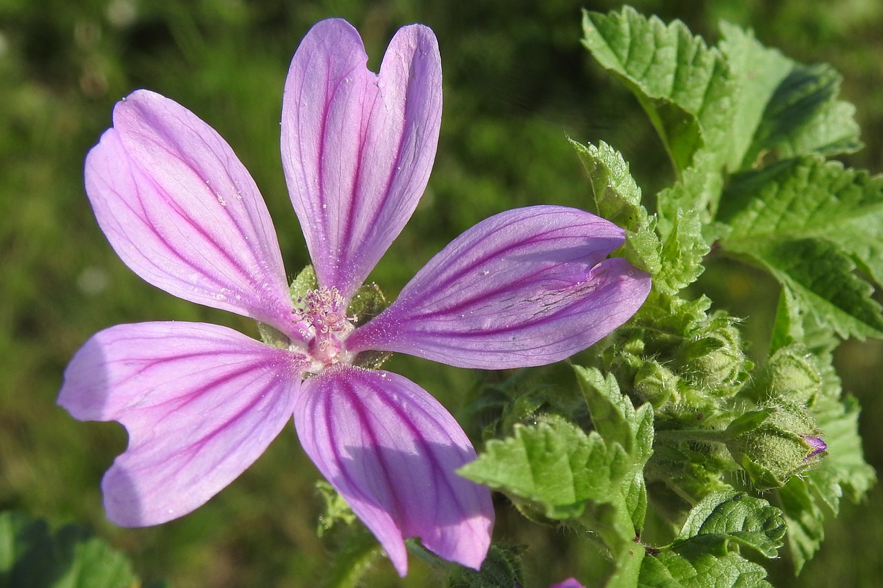 wild mallow pointed flower wild flower free photo