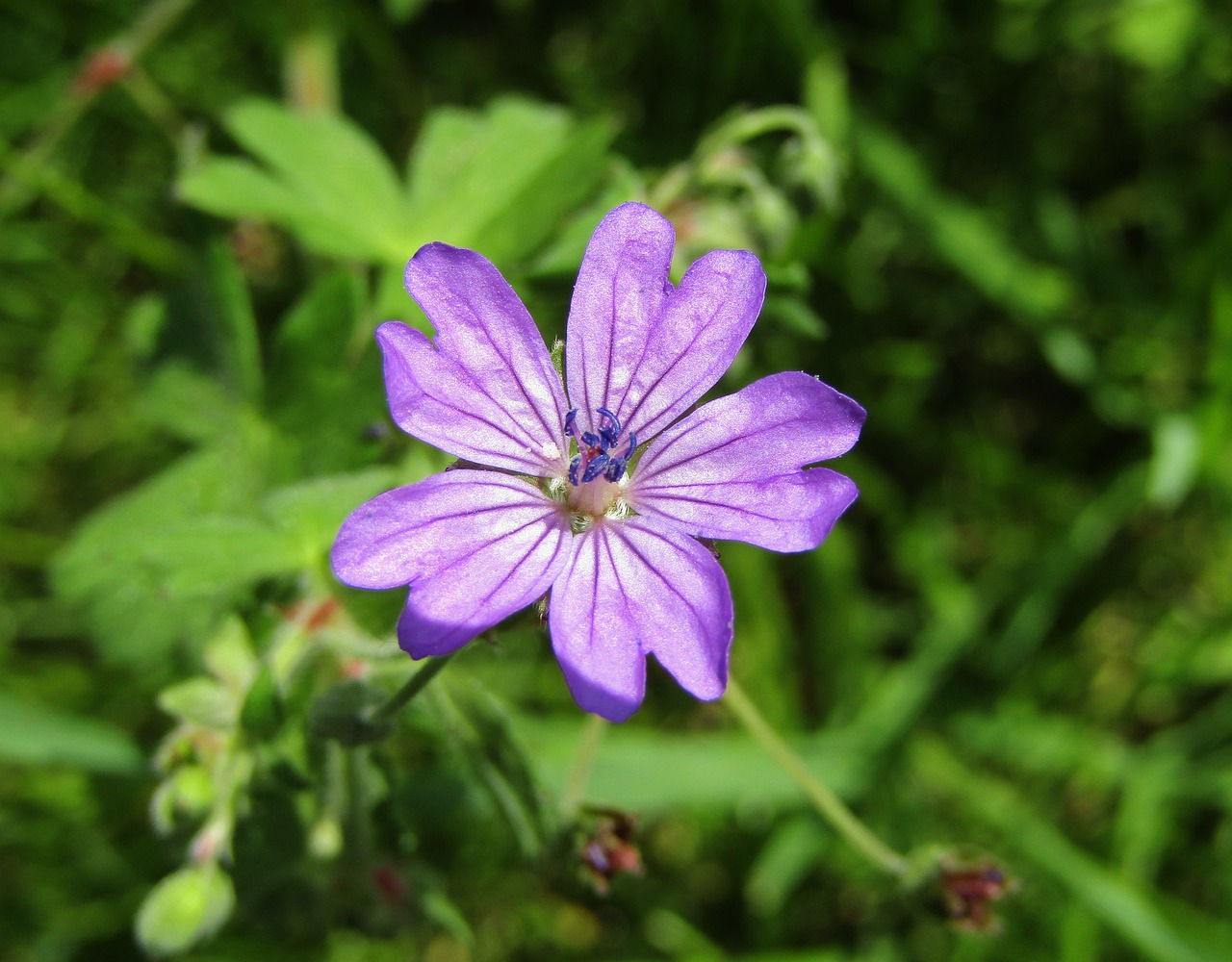 wild mallow  purple flower  single flower free photo