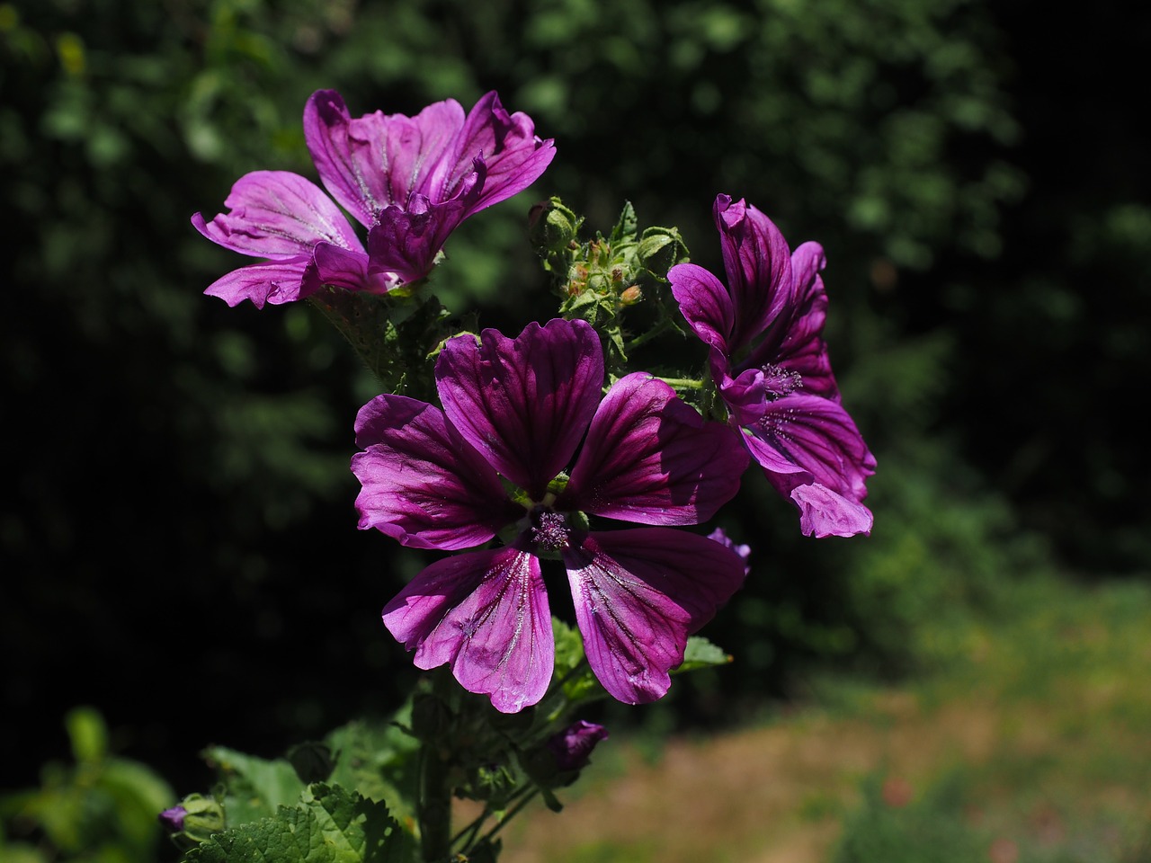 wild mallow flower blossom free photo