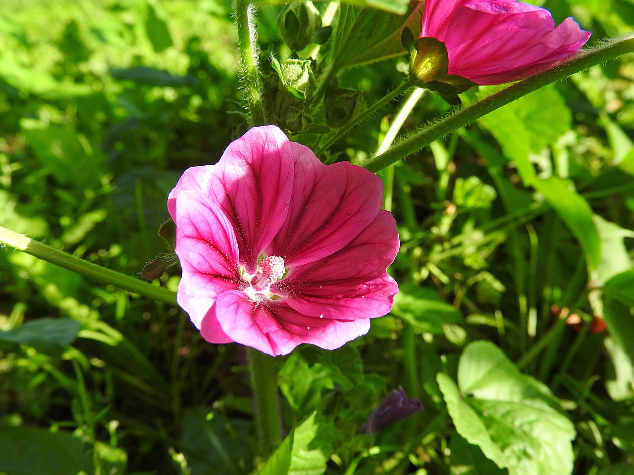 wild mallow flower blossom free photo