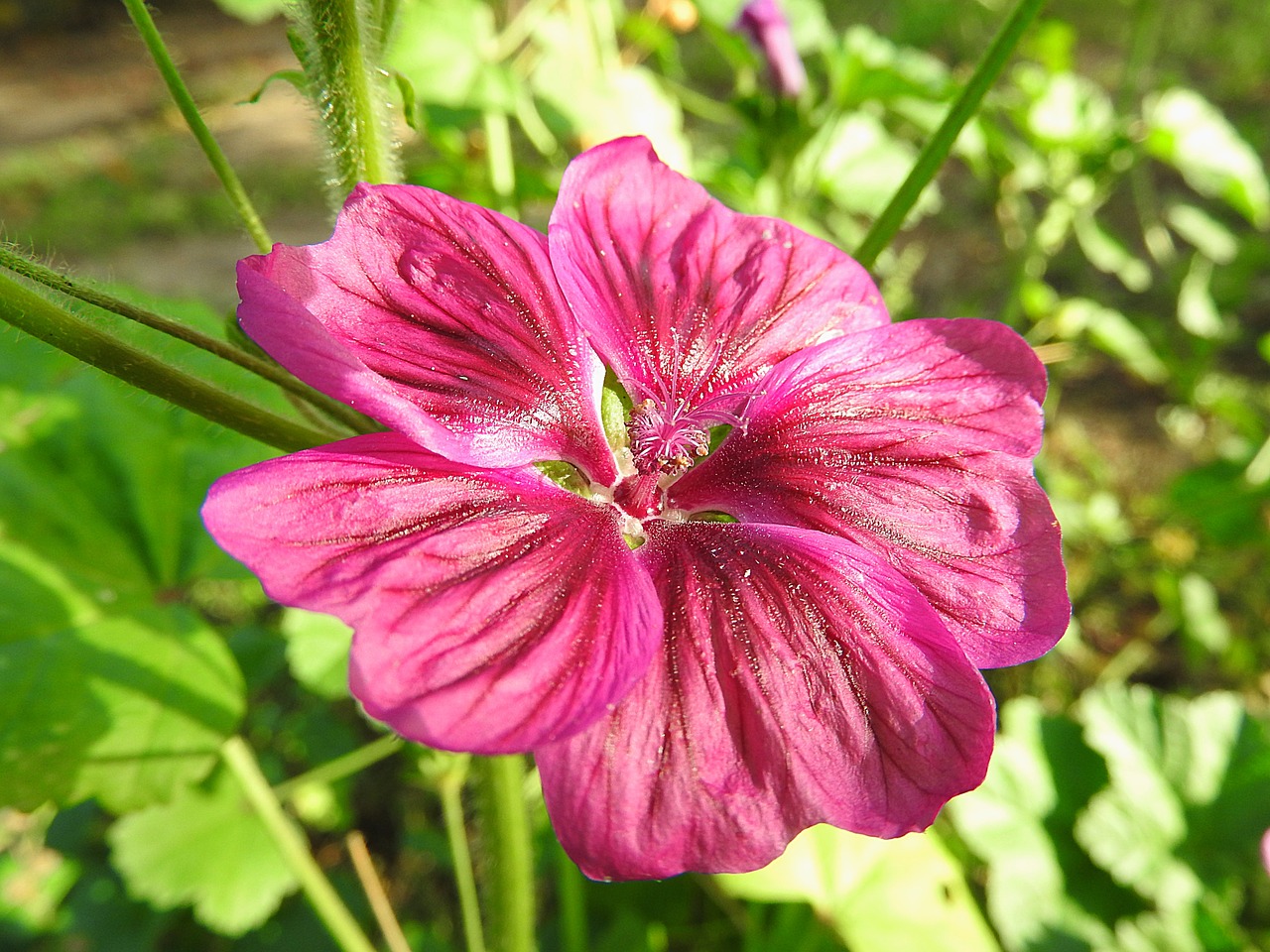 wild mallow flower blossom free photo