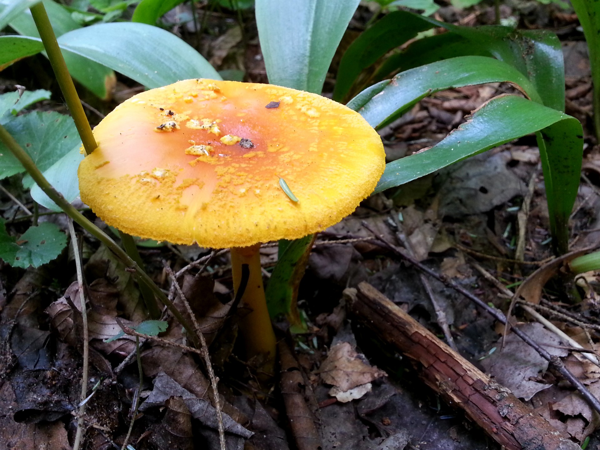 mushroom yellow fungus free photo