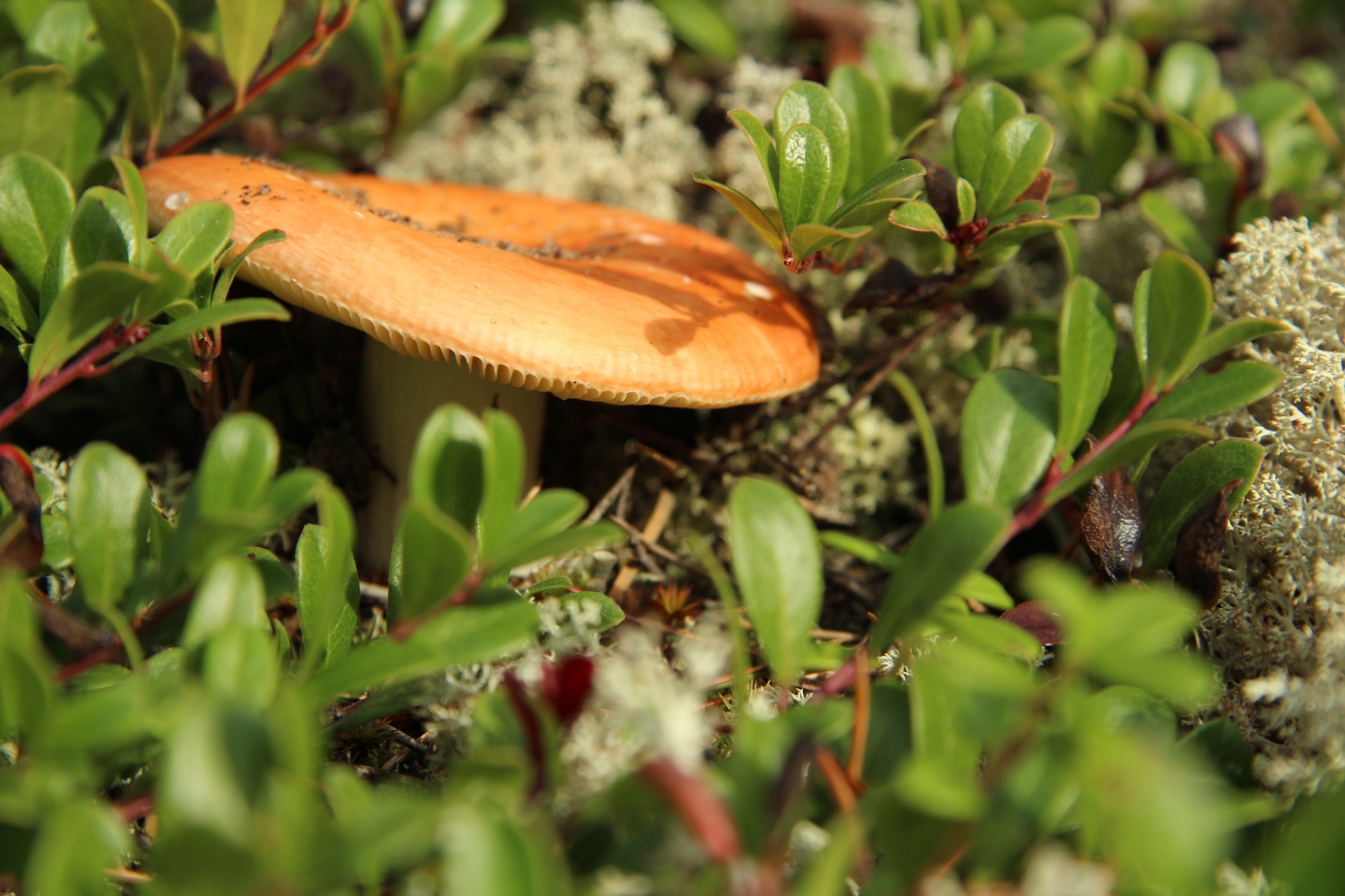 wild mushroom reindeer free photo