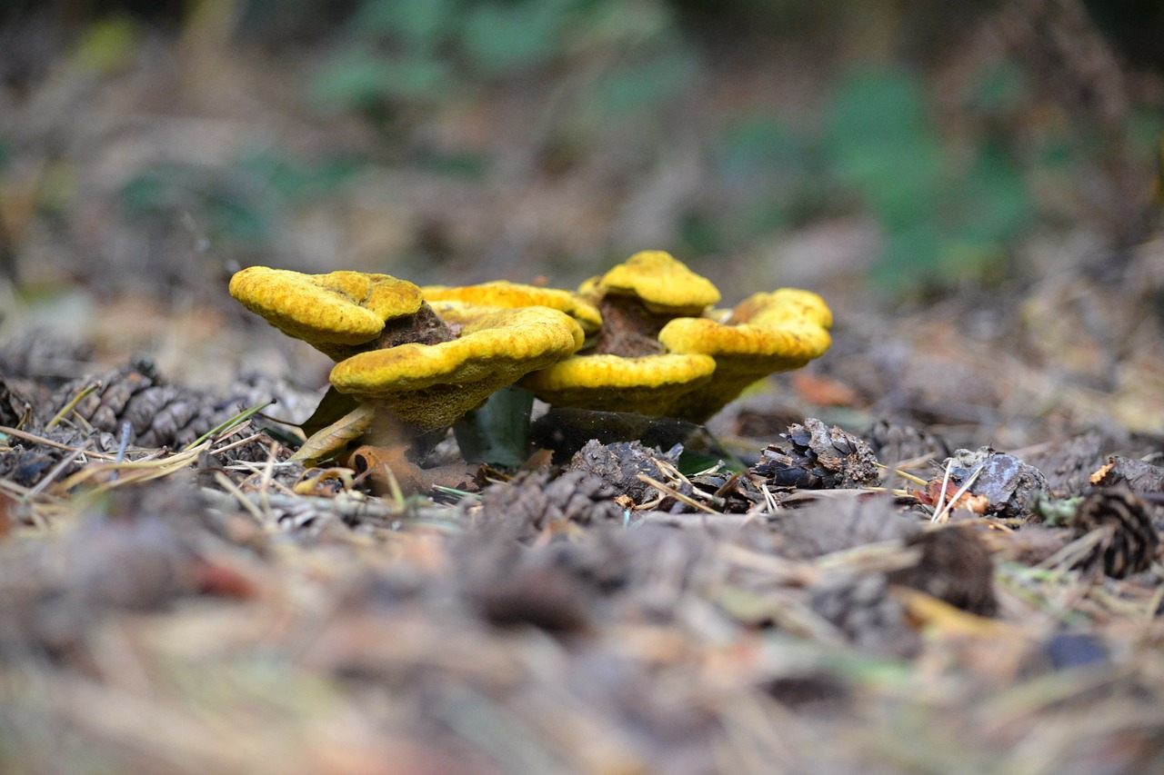 wild mushroom yellow nature free photo