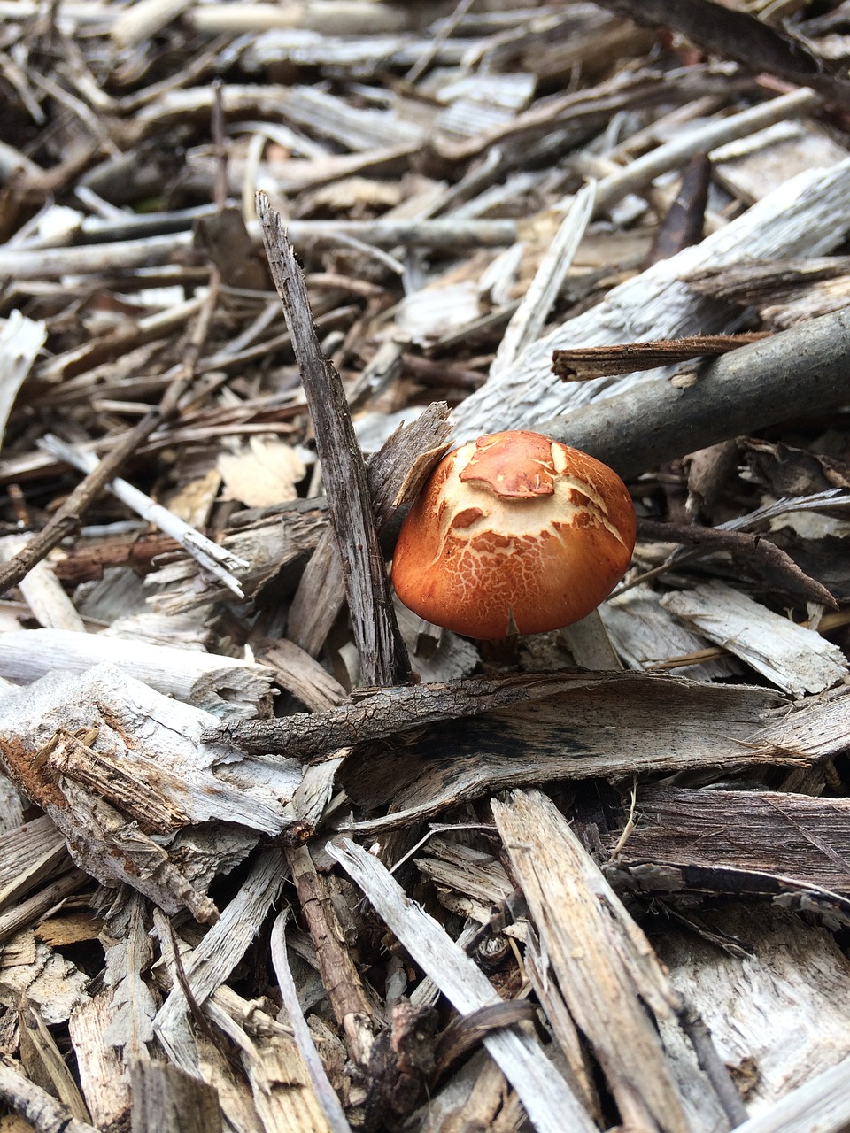 wild mushroom garden wood chips free photo