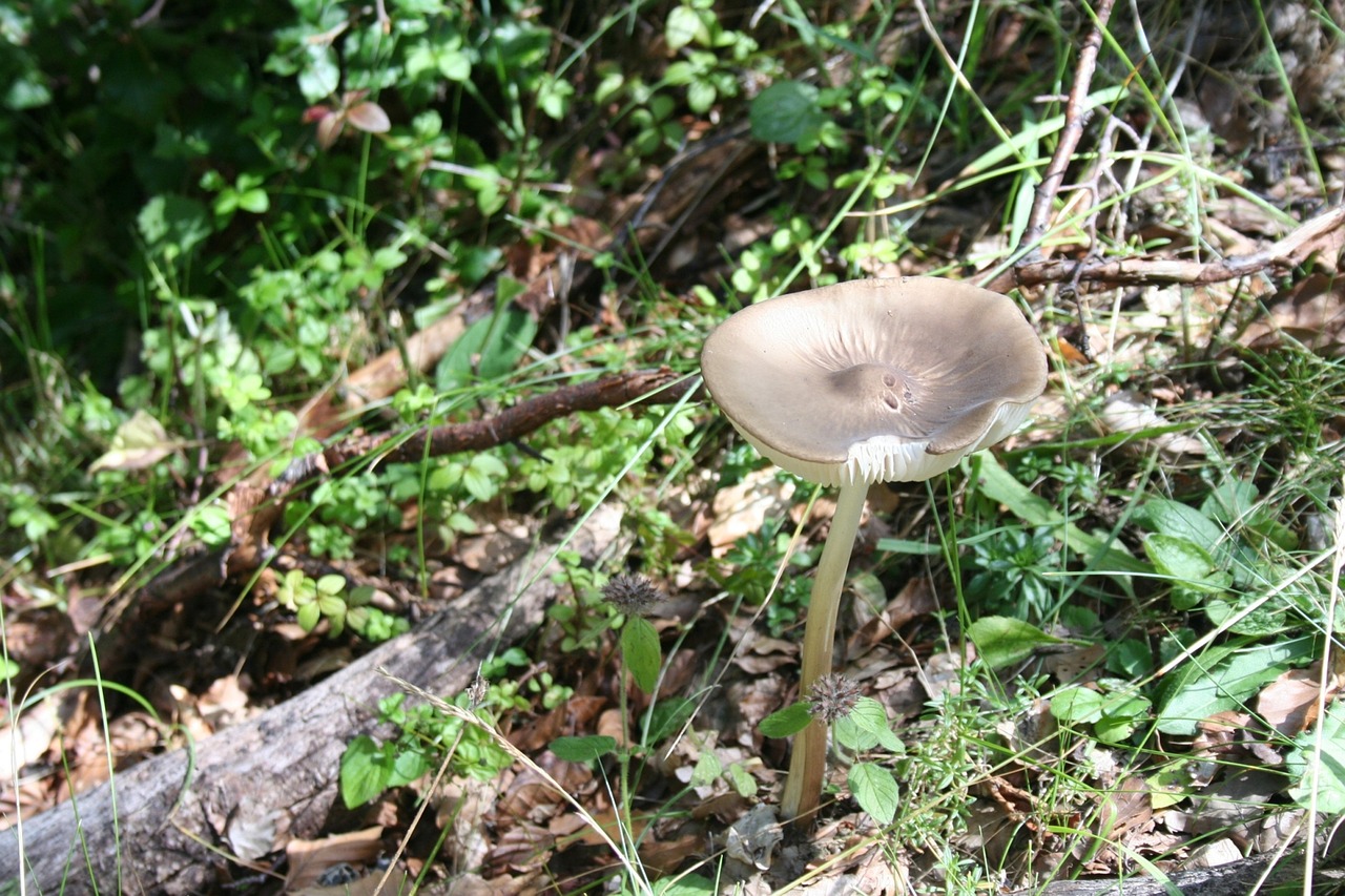 wild mushroom  nature  wild fungus free photo