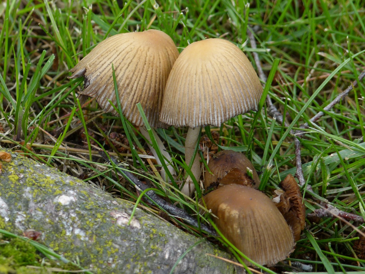 wild mushrooms tree log free photo