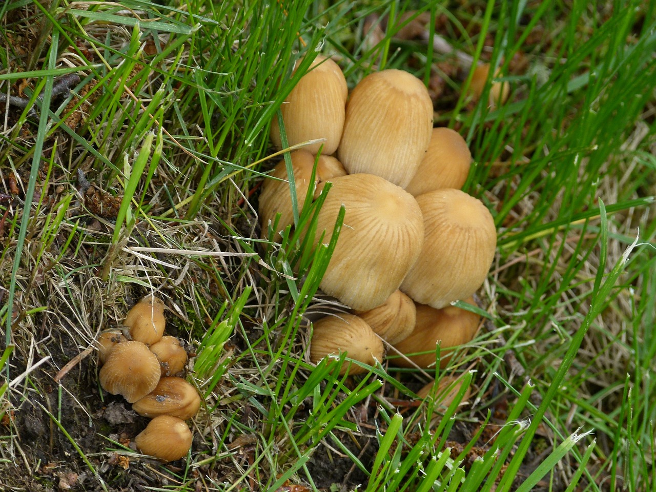 wild mushrooms tree log free photo