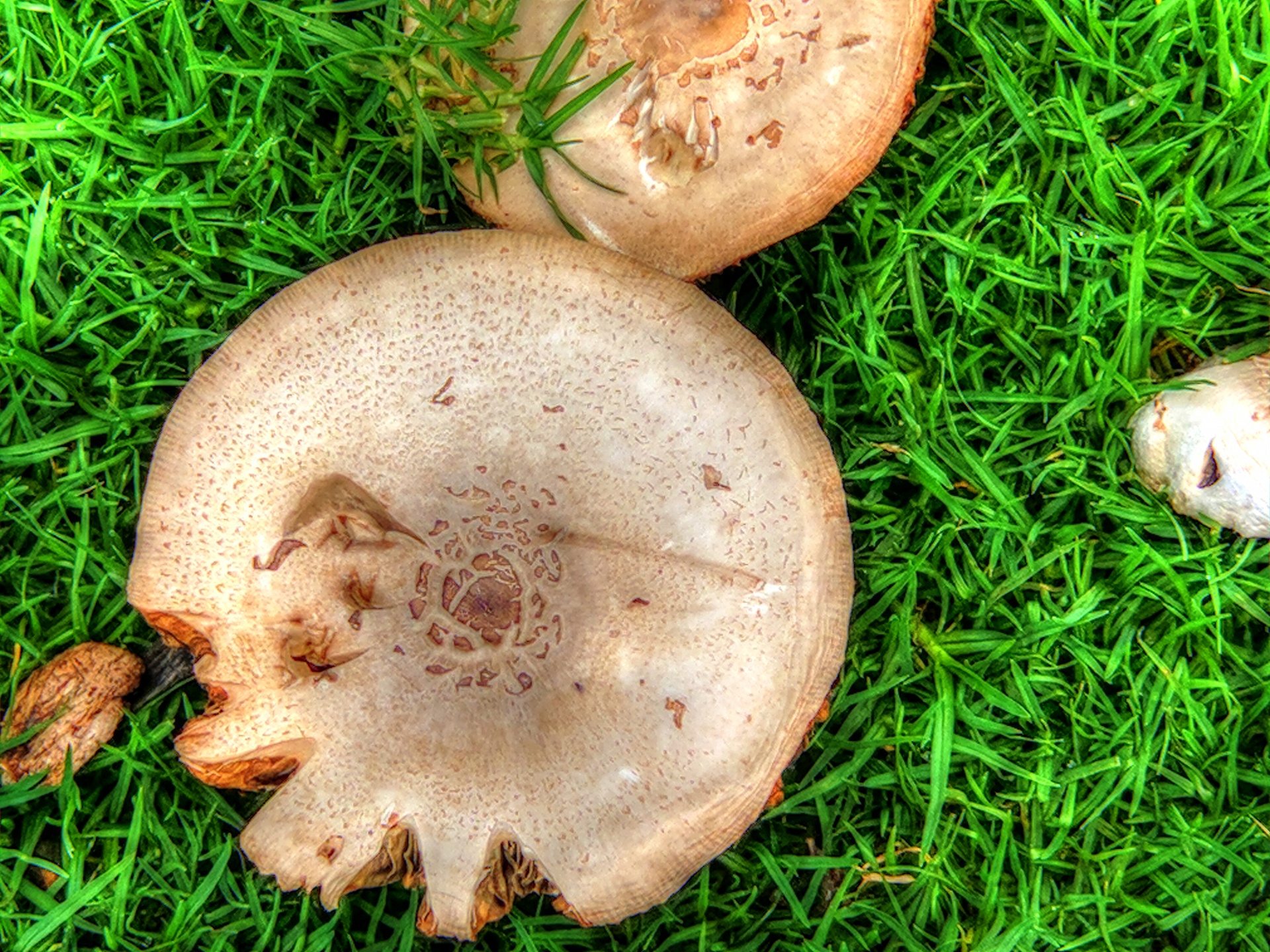 mushrooms mushroom plant free photo