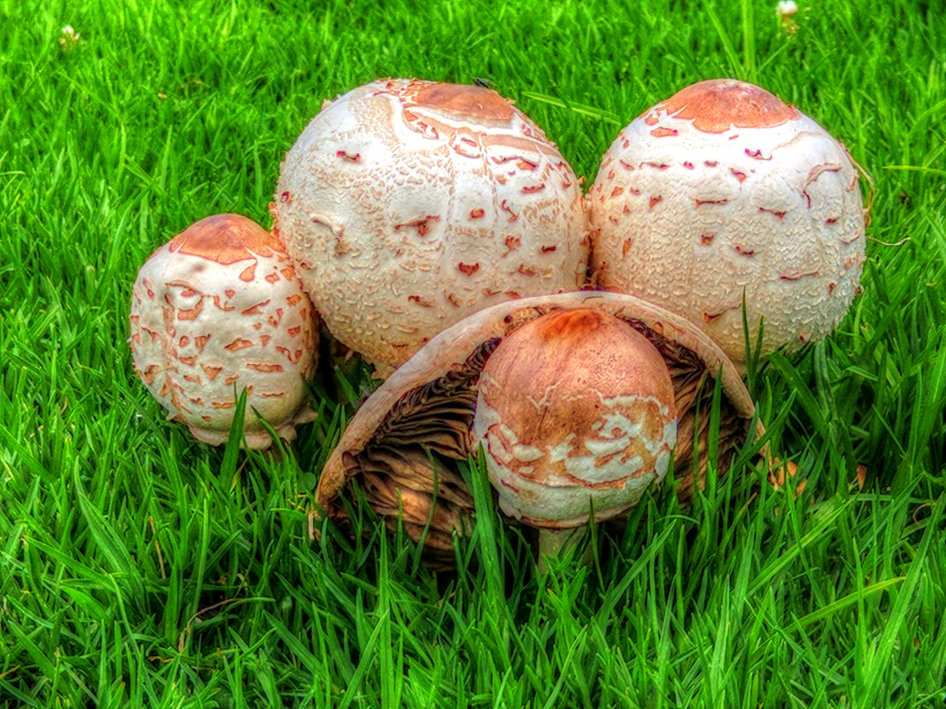 mushrooms mushroom plant free photo