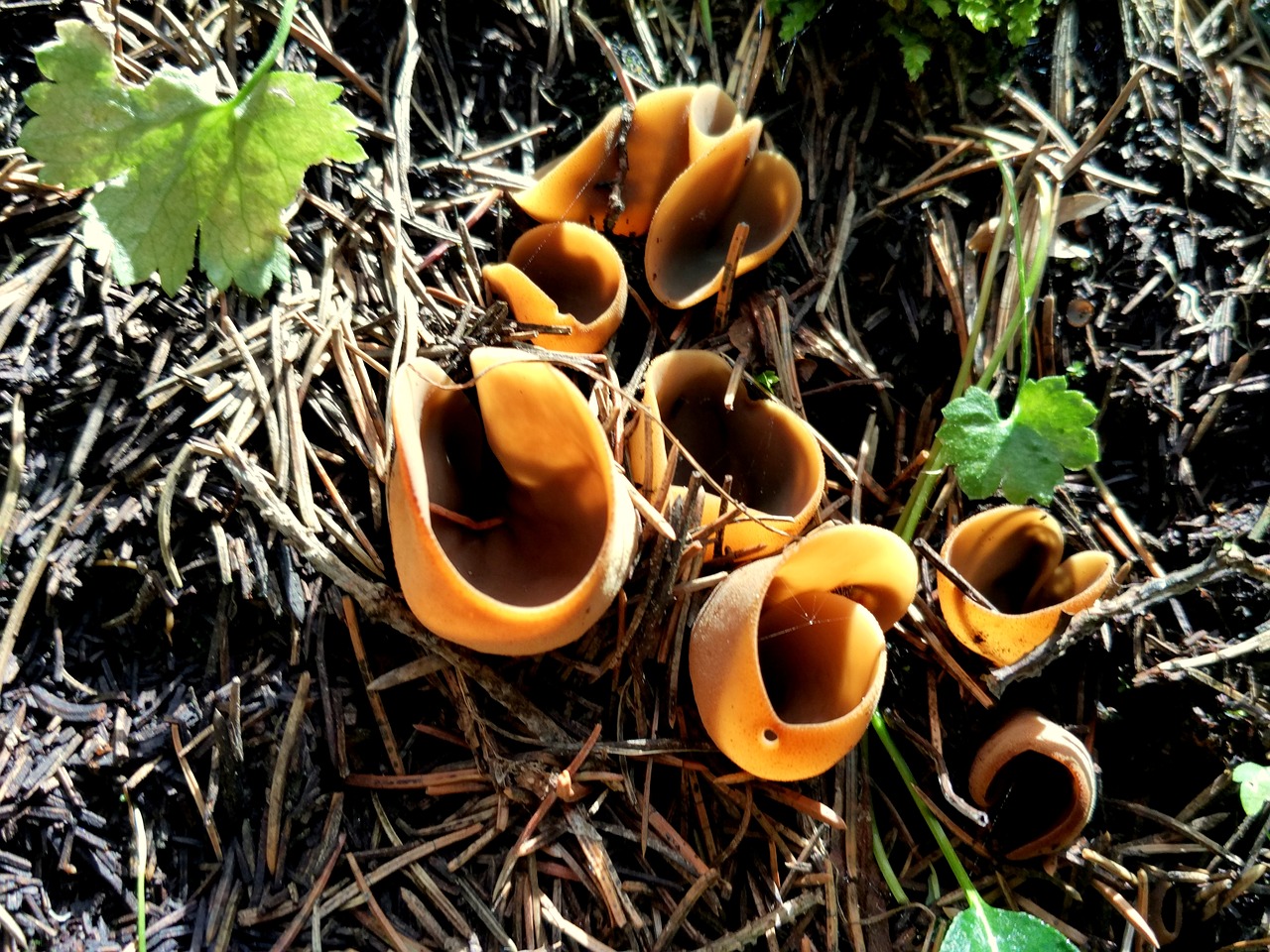 wild mushrooms rain hillside free photo