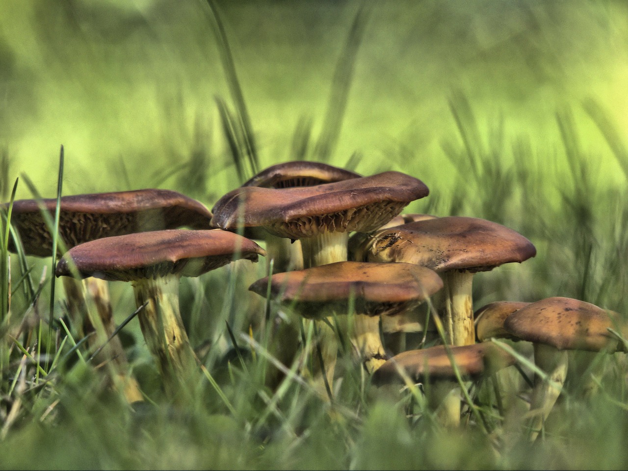 wild mushrooms meadow plant free photo