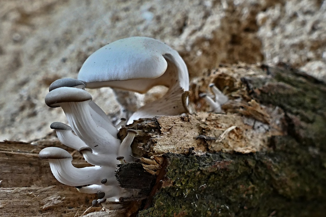 wild mushrooms growth on free photo