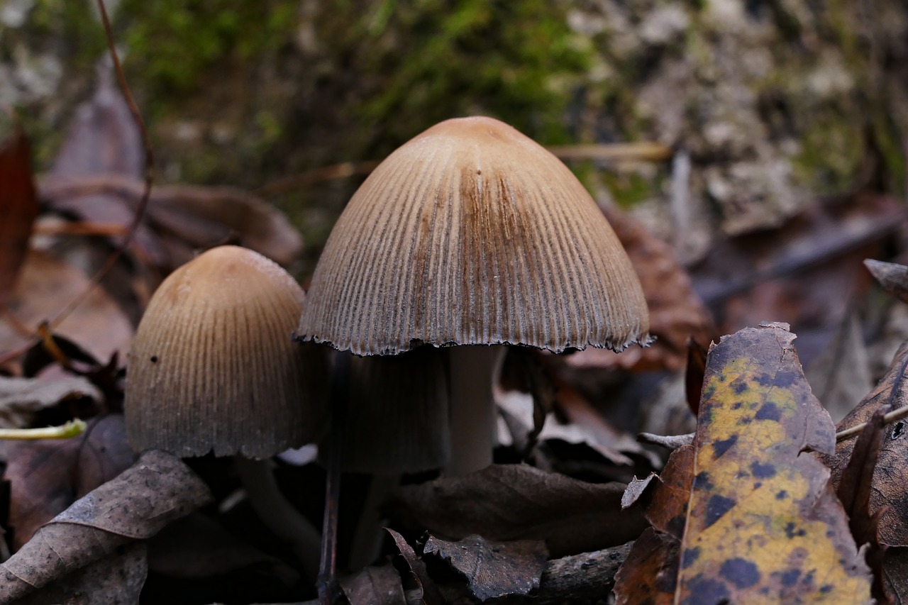 wild mushrooms  forest  nature free photo