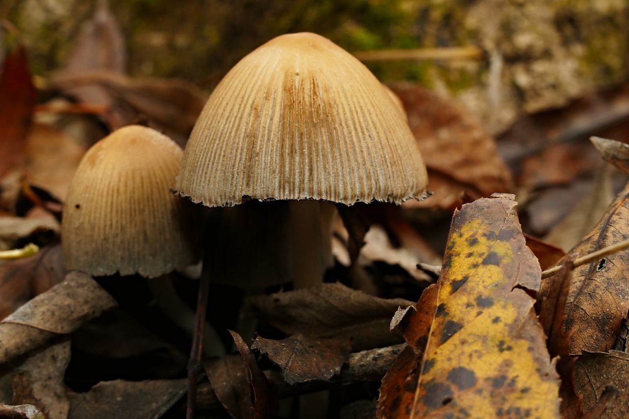 wild mushrooms  forest  nature free photo