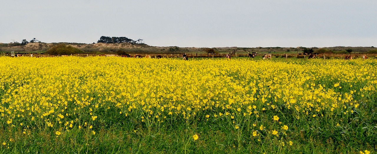 wild mustard yellow countryside free photo