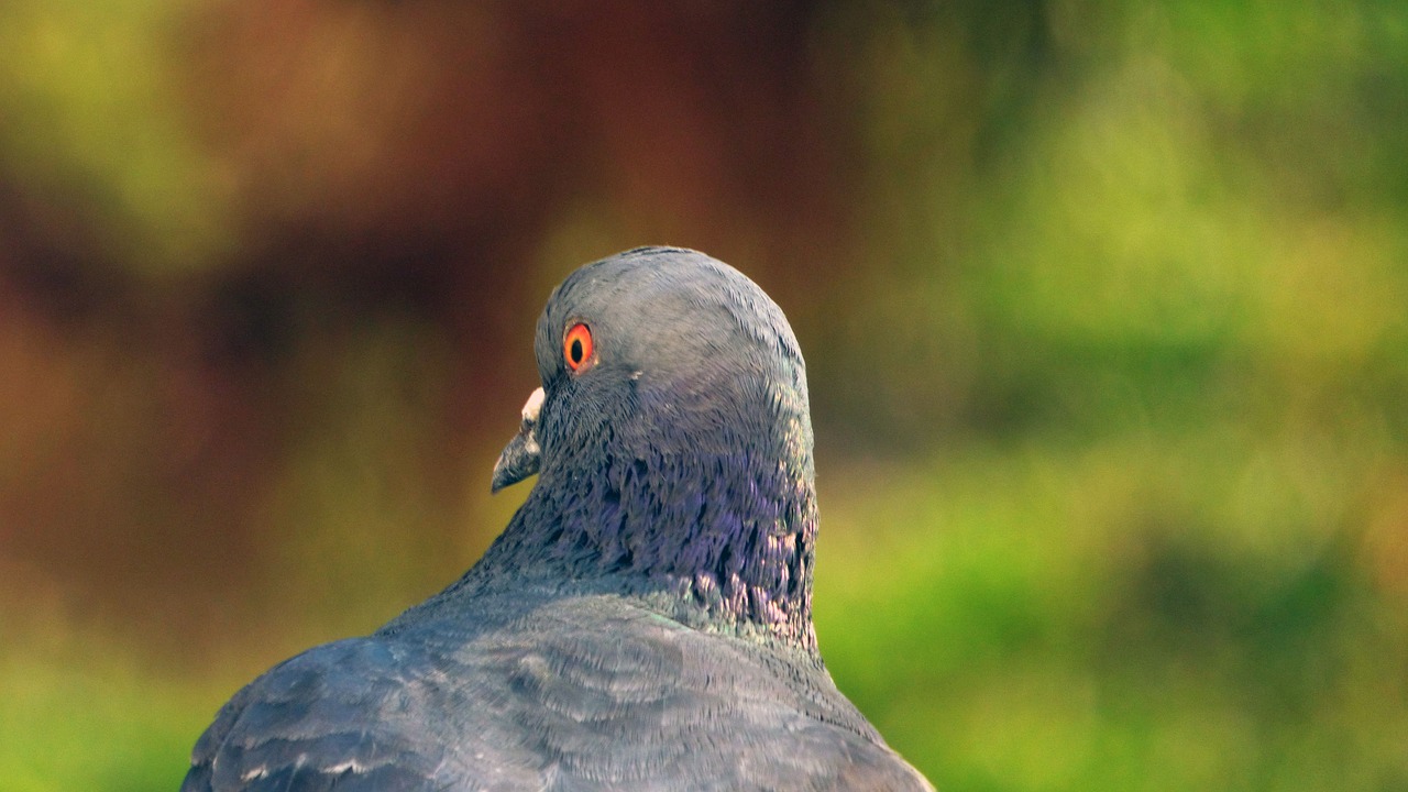 wild nature vták pigeon free photo