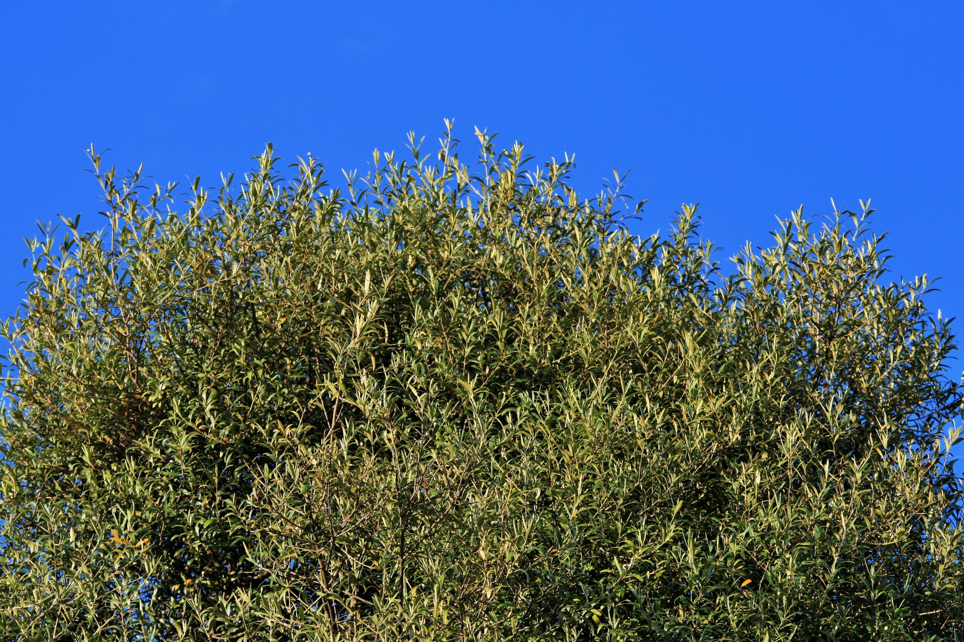 sky blue tree free photo