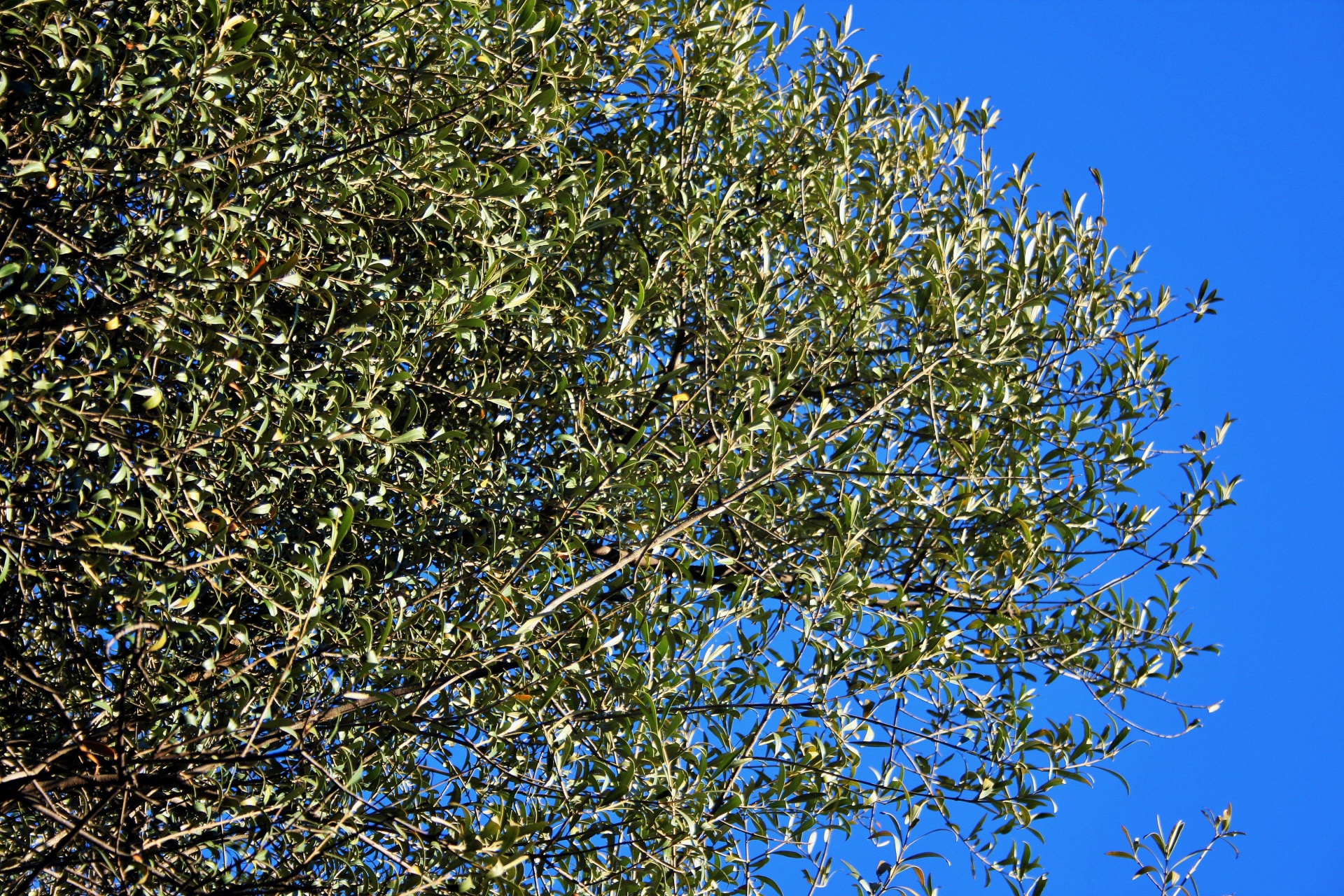 tree wild olive ornamental free photo