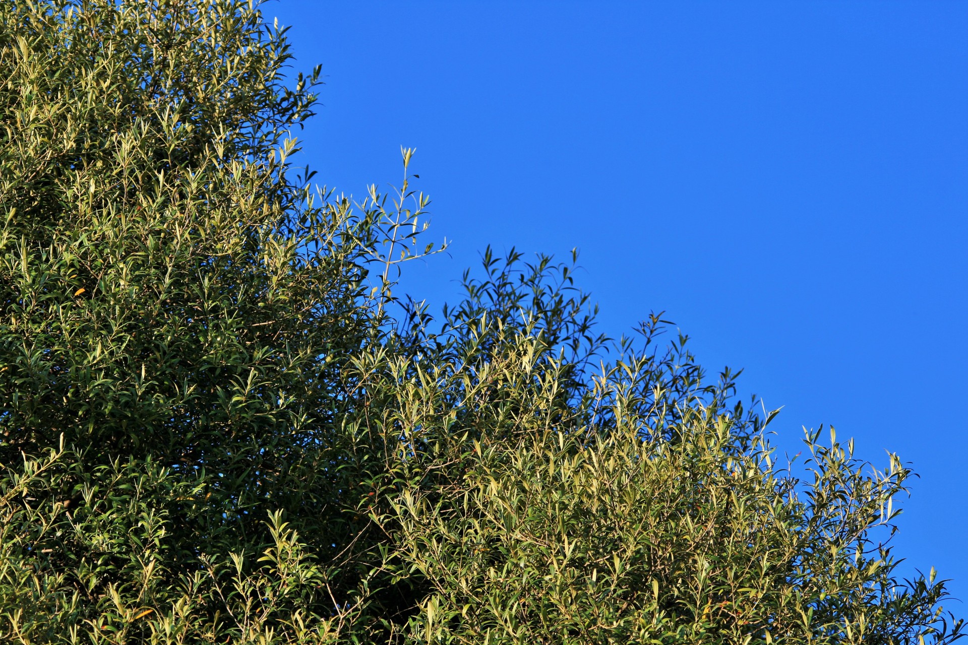 sky blue tree free photo