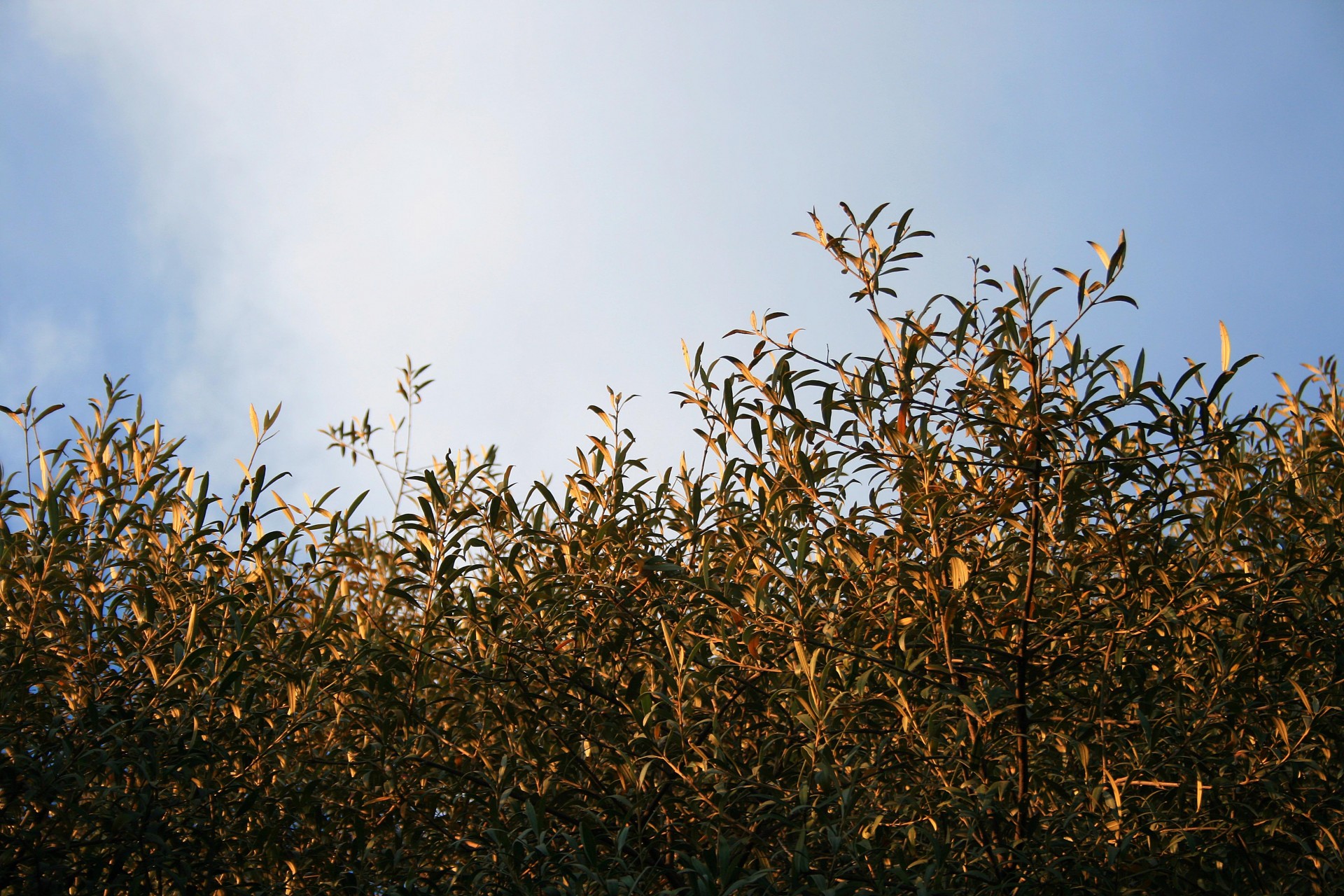 leaves tree sky free photo