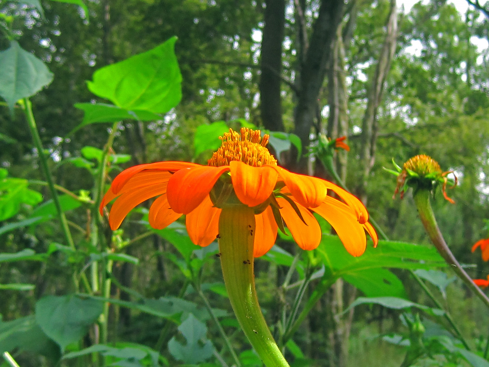 flower orange bright free photo