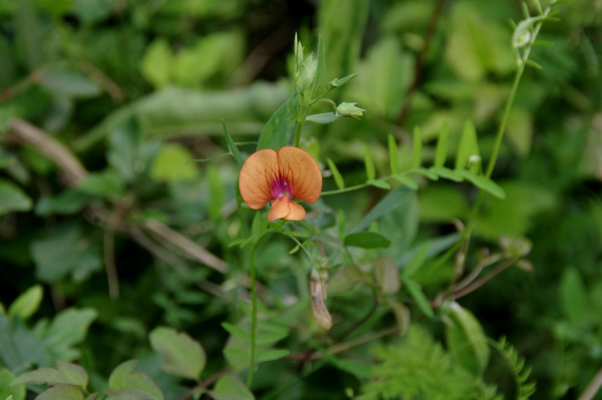 wild meadow pea orange free photo