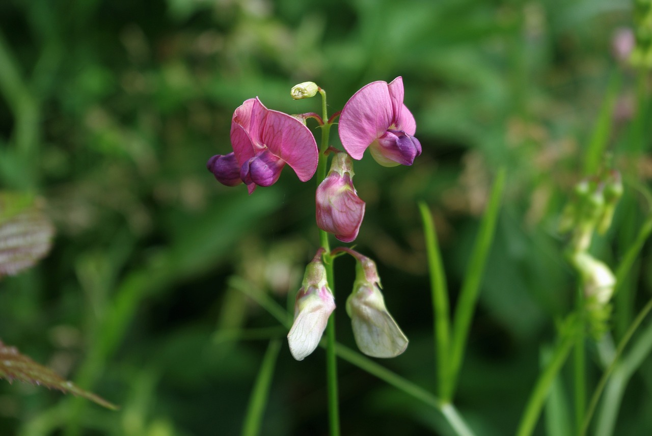 wild orchid plant flower free photo