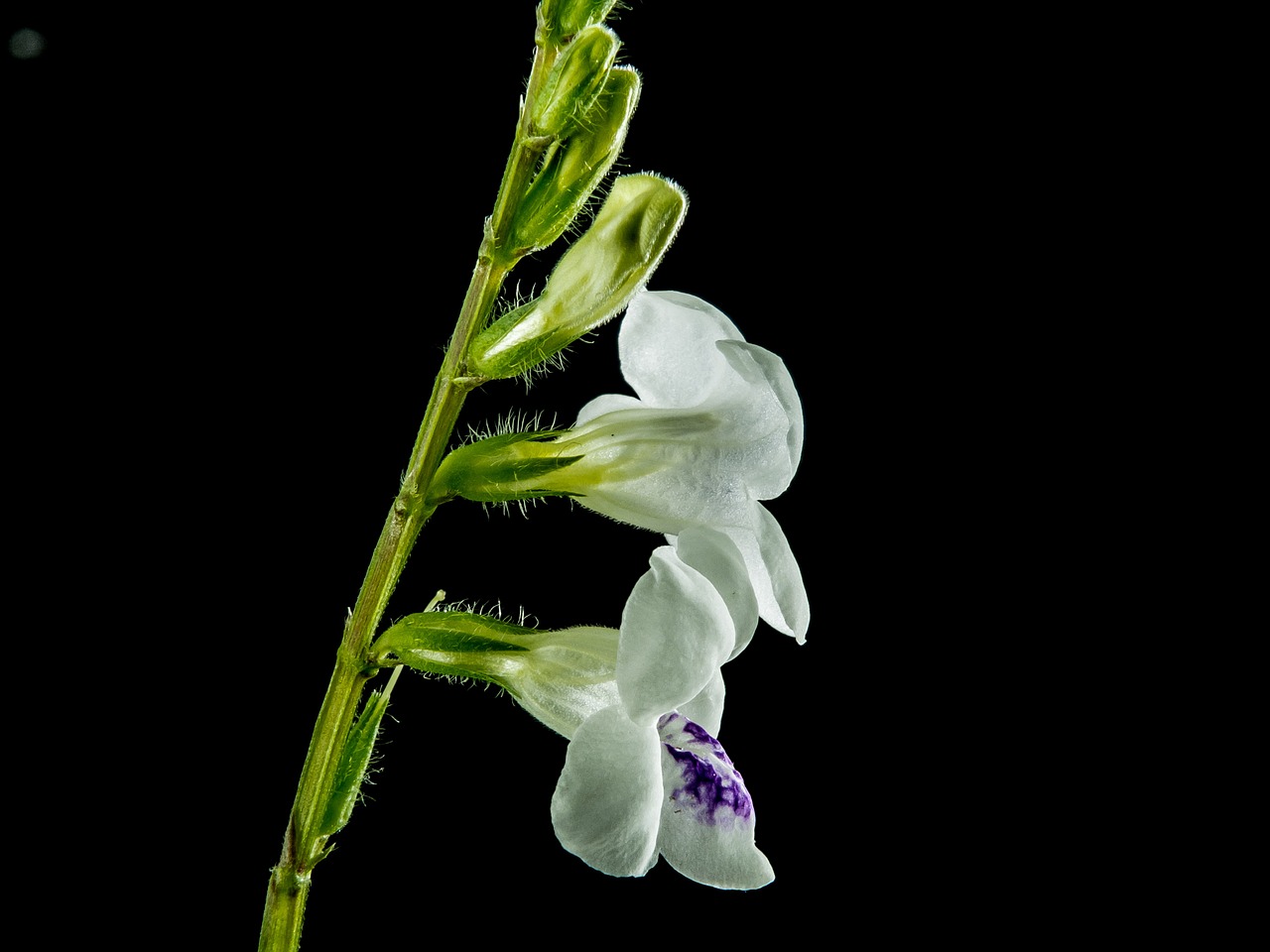 wild orchid blossom bloom free photo