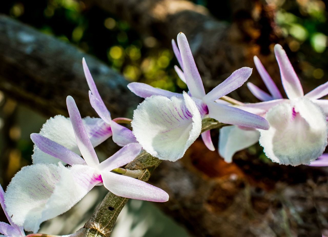 wild orchid orchid white violet free photo