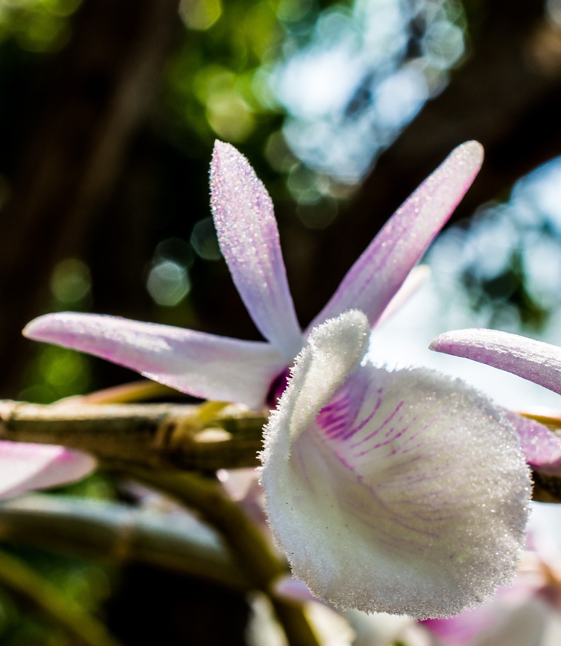 wild orchid orchid white violet free photo